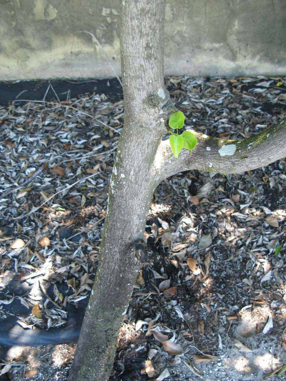            Bark (Winter Haven, FL)      